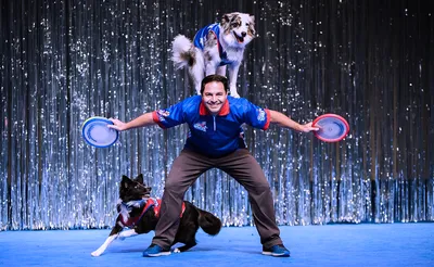 Chris Perondi's Stunt Dog Experience