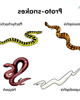 Evolution of a Snake: The Showgirl Experience