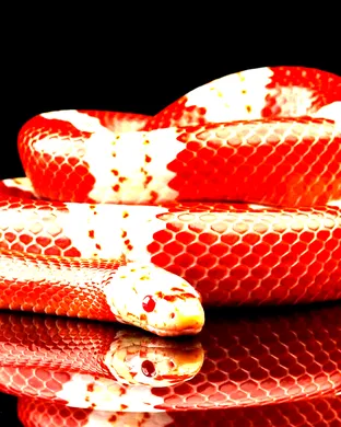Reptile Super Show