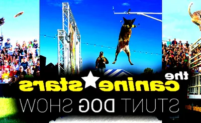 The Canine Stars Stunt Dog Show