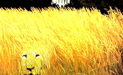 White Lion